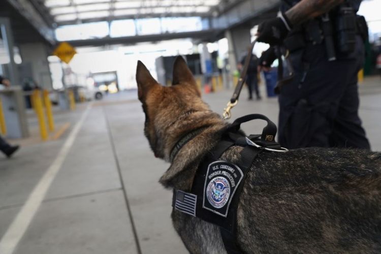 Pasukan K-9 di Unit Keamanan dan Perlindungan Perbatasan Amerika Serikat di Yan Ysidro, California. (AFP/John Moore)