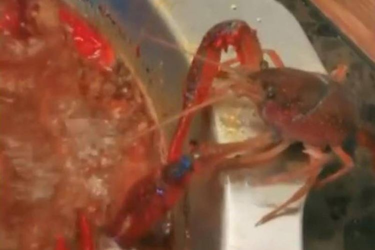 Lobster ini melepaskan salah satu capitnya setelah berhasil lolos dari panci panas di restoran, di China. (The Independent)