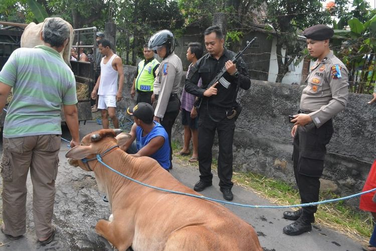Seekor sapi terpaksa dilumpuhkan polisi setelah mengamuk dan merusak beberapa kendaraan di Surakarta, Minggu (10/6/2018).