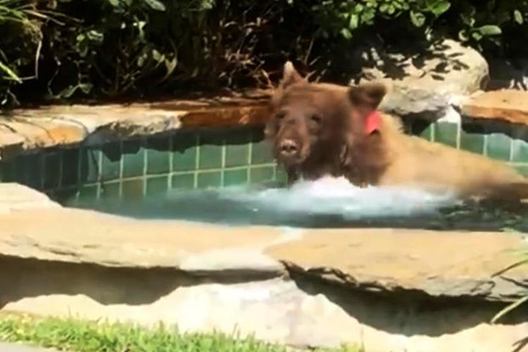 Beruang berendam di kolam yang terletak di halaman belakang milik Mark Hough, di California, Amerika Serikat. (Mark Hough via CBS News)