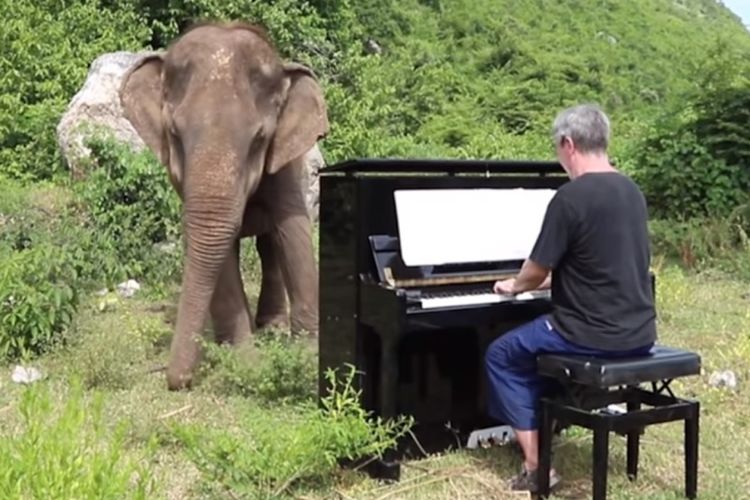 Paul Barton memainkan pianonya di dekat seekor gajah buta di Elephants World, Thailand. (YouTube/Story Trender)