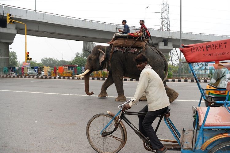 Seekor gajah berjalan di salah satu ruas jalan kota New Delhi, India.