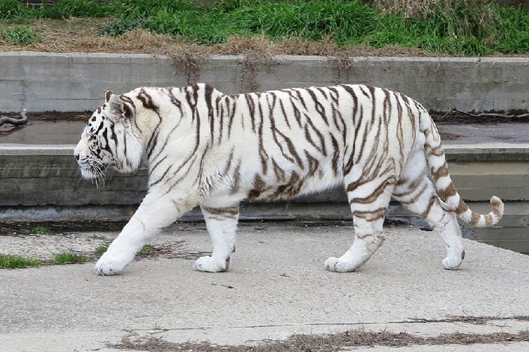 Seekor harimau putih di kebun binatang Madrid, Spanyol.
