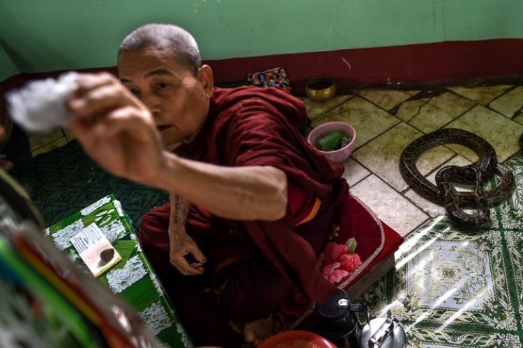 Foto ini diambil pada 9 September 2018 menunjukkan seekor ular berada di belakang seorang biksu di kamarnya di pagoda Baungdawgyoke, Yangon, Myanmar. (AFP/Ye Aung Thu)