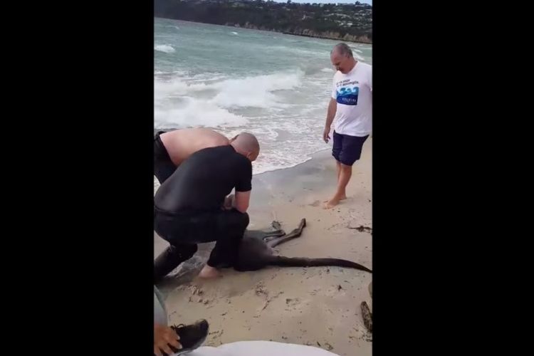 Dua polisi di Melbourne, Australia, menyelamatkan kanguru yang tenggelam di pantai, Sabtu (27/10/2018). Kemudian, salah satu dari mereka melakukan prosedur CPR untuk menyadarkan kanguru. (Facebook/Victoria Police)