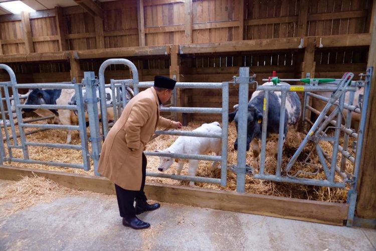 Wakil Gubernur Jawa Barat Uu Ruzhanul Ulum saat meninjau peternakan sapi Belgian Blue di Wallonia Region, Belgia, Rabu (7/11/2018) lalu. 