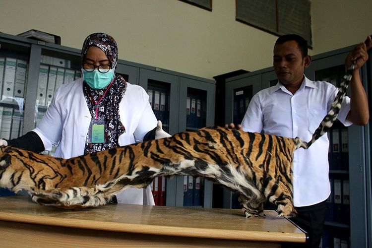 Taing Lubis, dokter hewan Badan Konservasi Sumber Daya Alam (BKSDA) Aceh sedang mengindentifikasi kulit harimau barang bukti yang diserahkan oleh Pengadilan Tapak Tuan, Kabupaten Aceh Selatan.  Rabu (12/12/2018).  kulit harimau sumatera yang berjenis kelamain jantan usia yang diperkirakan 30 tahun ini sebelumnya disita oleh Polres Aceh Selatan dari tersangka penampung kulit harimau yang telah divonis oleh majelis hakim setempat bersalah dan menjalani hukuman empat tahun kurungan penjara.