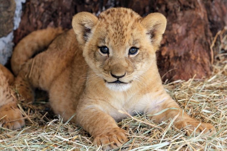 Ilustrasi anak singa. (Shutterstock)