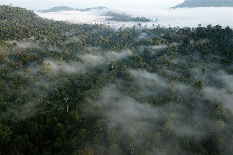 Foto Dok FKL, kondisi hutan di Kawasan Ekosisten Lauser, Soraya, Subulussalam, Aceh, foto ini direkam dengan menggunakan droen oleh staf FKL pada 9 Januari 2019. Kamis (24/01/2018).