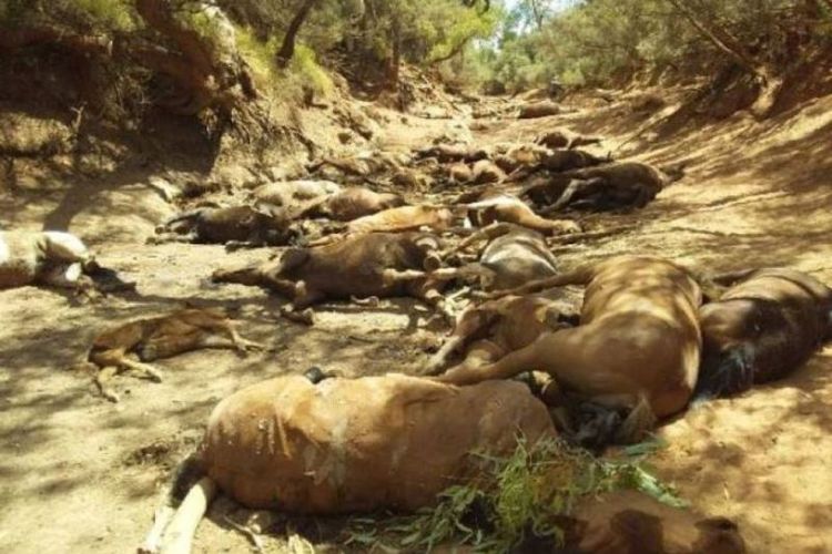 Puluhan kuda liar ditemukan dalam kondisi mati dan sekarat di sumber mata air yang mengering di dekat Santa Teresia, Australia, akibat cuaca panas ekstrem sepanjang Januari 2019. (Facebook/Ralph Turner)