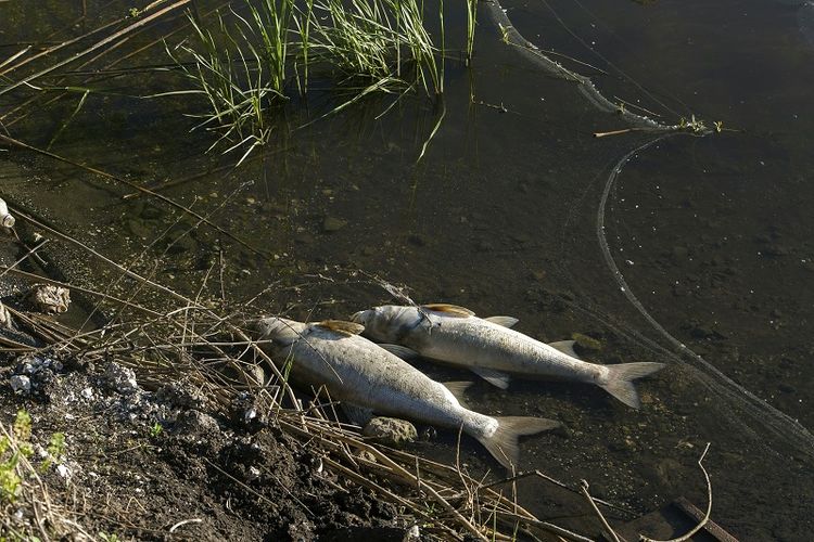 Ilustrasi ikan mati di sungai.
