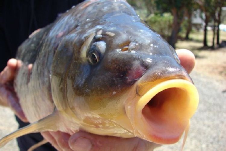 Salah satu ikan gurame yang selamat dari kematian massal di Australia