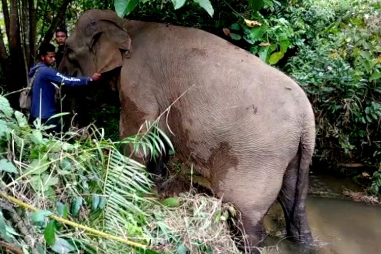 Ida, gajah jinak berjenis kelamin betina, mengalami patah tulang kaki belakang setelah diserang oleh kawanan gajah liar di CRU Peusangan, Benermeriah, Rabu (13/02/2019) malam. 