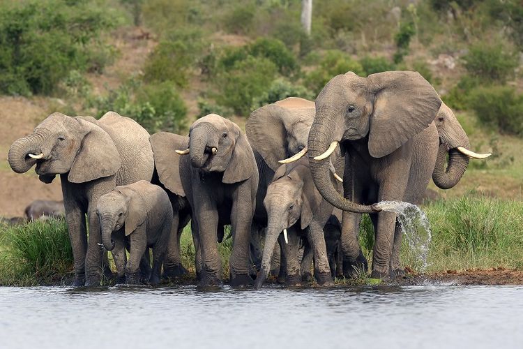 Sekelompok gajah Afrika.