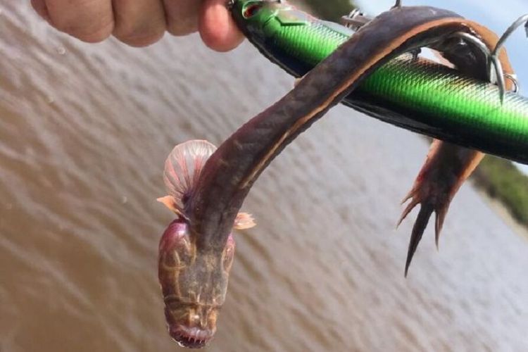 Ikan alien ditangkap di Australia