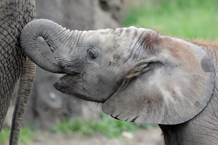  Dalam  Sepekan Dua Ekor Gajah Muda di Kebun Binatang  AS Mati 