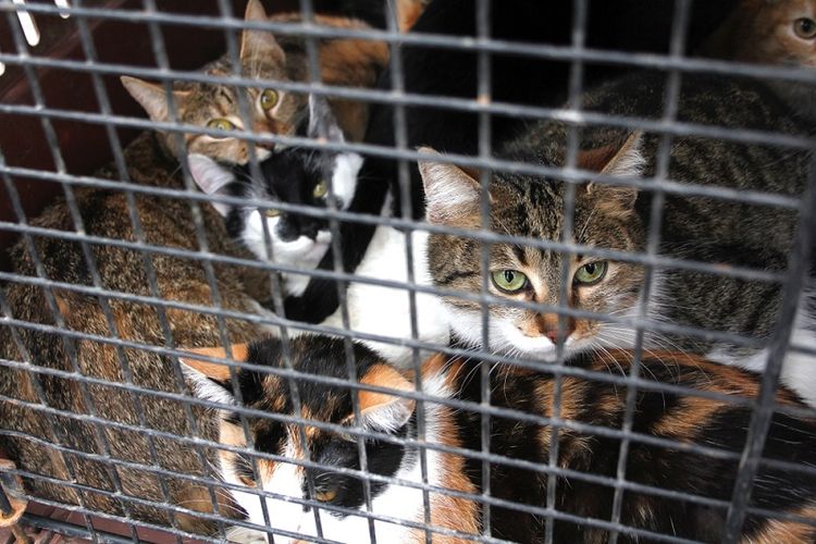 Gambar Kucing Mati Mengenaskan kumpulan gambarku Gambar Kucing Mati Mengenaskan kumpulan gambarku