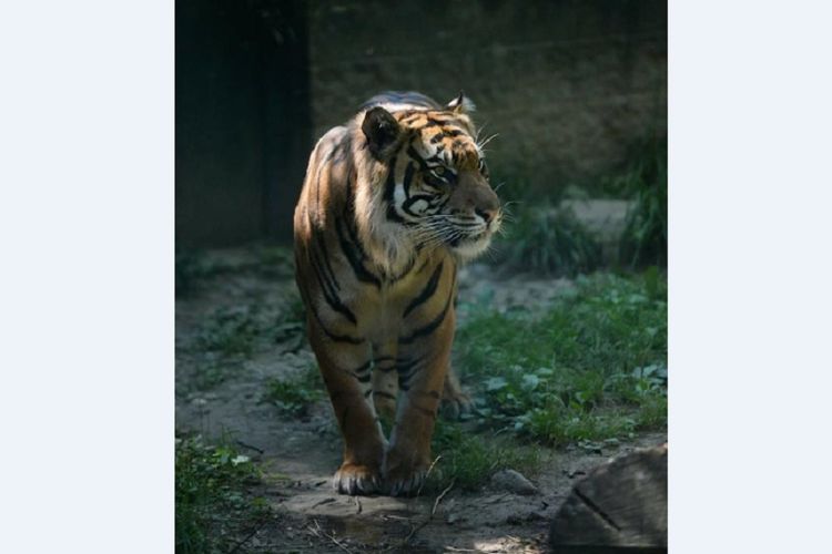 Sanjiv, harimau Sumatra di Kebun Binatang Topeka, Kansas, AS.  (Facebook/Topeka Zoo)