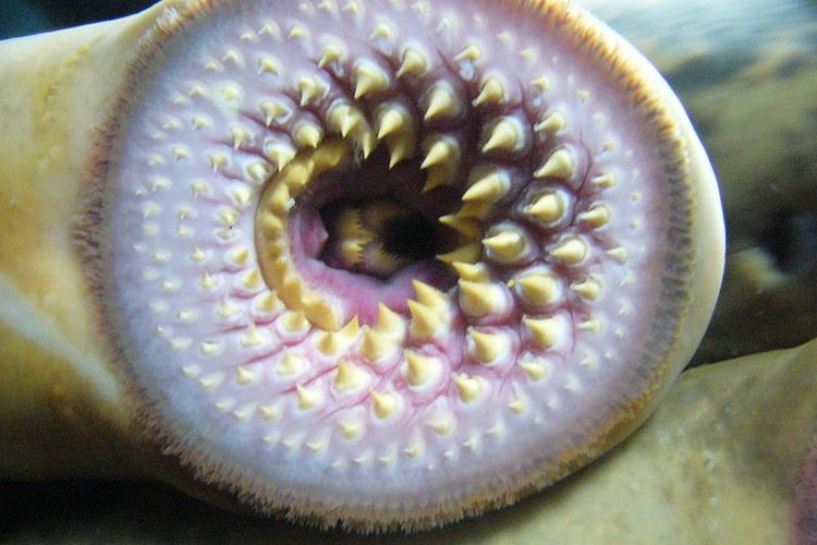 Mulut ikan lamprey, ikan primitif tanpa rahang yang bersifat parasitik