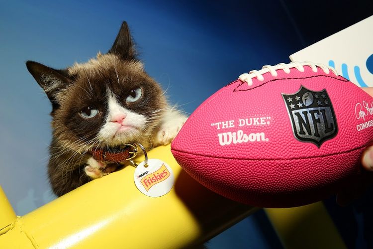 Grumpy Cat, kucing berwajah cemberut yang memiliki jutaan fans di seluruh dunia.