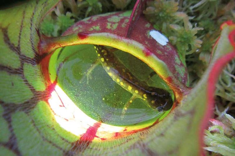 Tumbuhan Sarracenia purpurea menjadi pemangsa utama salamander di Algonquin Park, Kanada