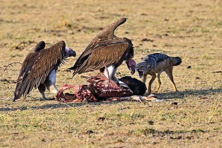 Burung bangkai.