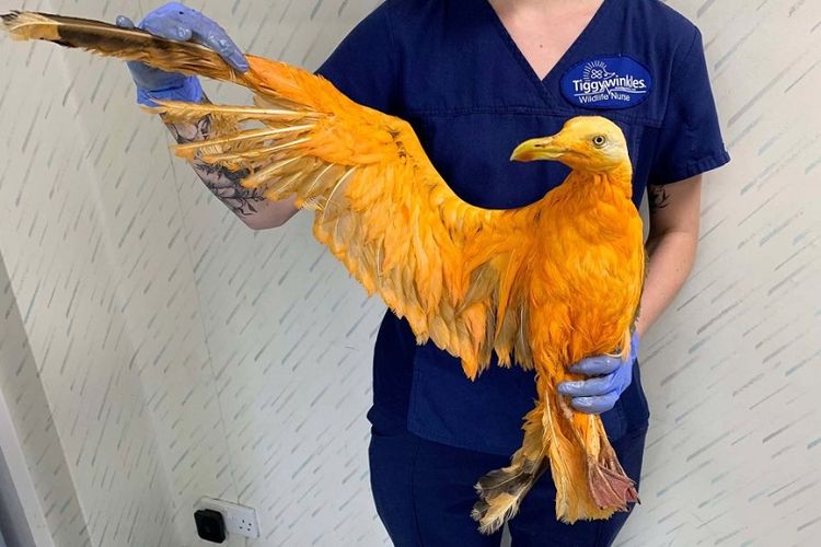 Staf rumah sakit hewan, Tiggywinkles Wildlife, menunjukkan burung camar yang bulunya berwarna oranye karena terkena bumbu kari.