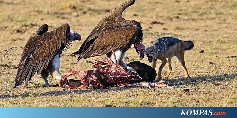 537 Hering Mati Karena Keracunan Setelah Memakan Karkas Gajah