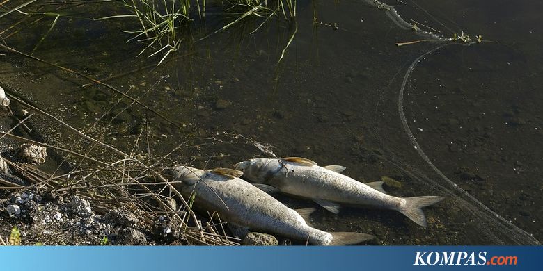 Ribuan Ikan di Sebuah Sungai di Australia Mati - Kompas.com - KOMPAS.com