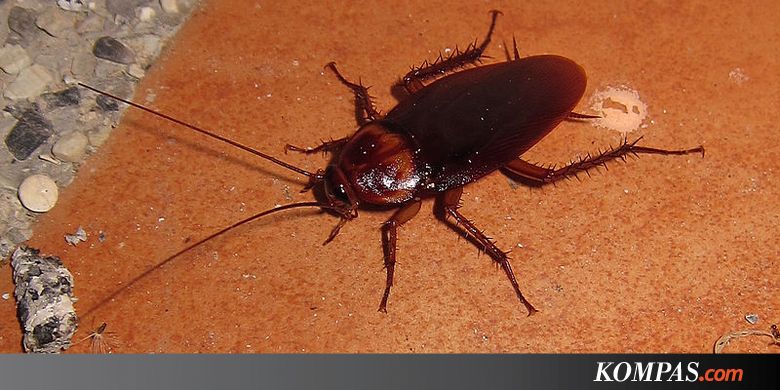 Kenapa Kecoak Sangat Kuat dan Sulit Dibunuh? Sains Menjelaskan