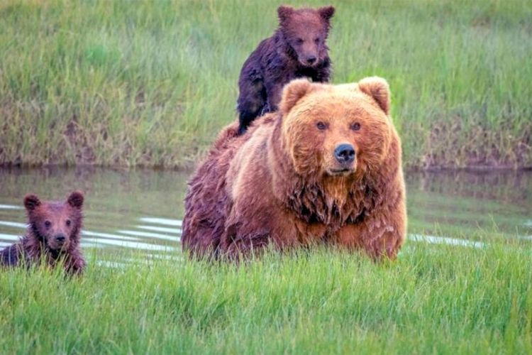 Ilustrasi Keluarga Beruang.