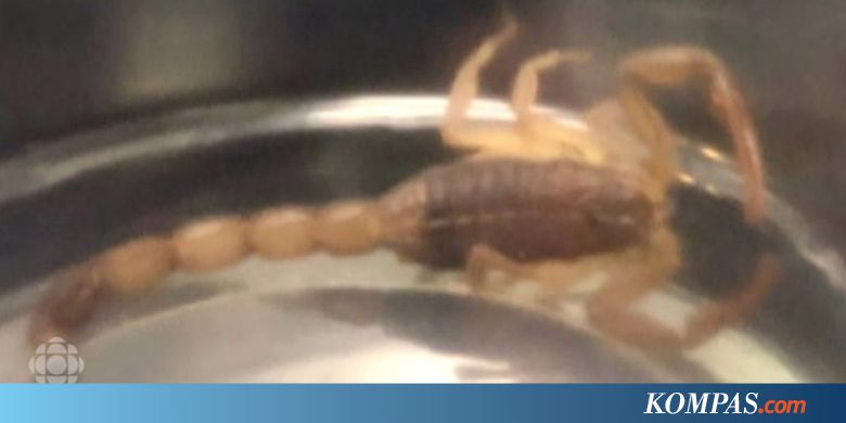 Penumpang Air Transat Disengat Kalajengking Saat Berada di Pesawat