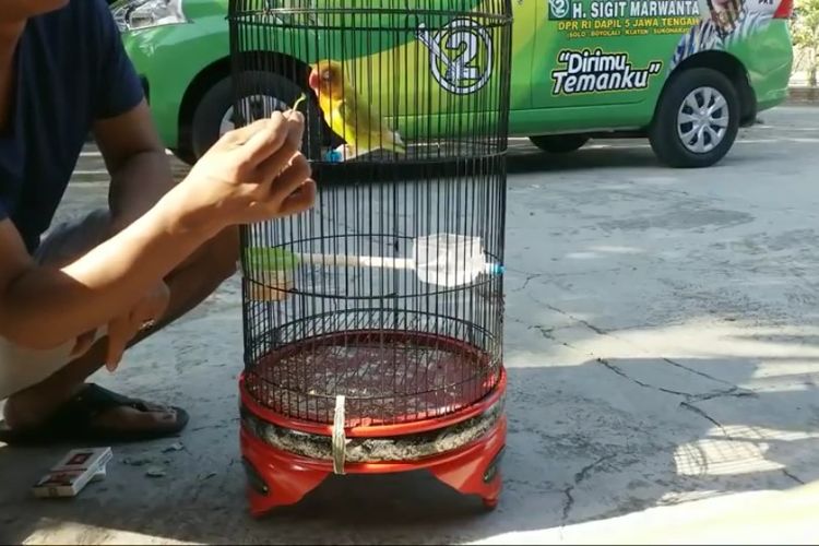 Kusumo, legenda lovebird milik warga Klaten, Sigit, mati pada 19 November 2018. Kusumo pernah ditawar senilai Rp 2,2 miliar. Tawaran ini ditolak Sigit.