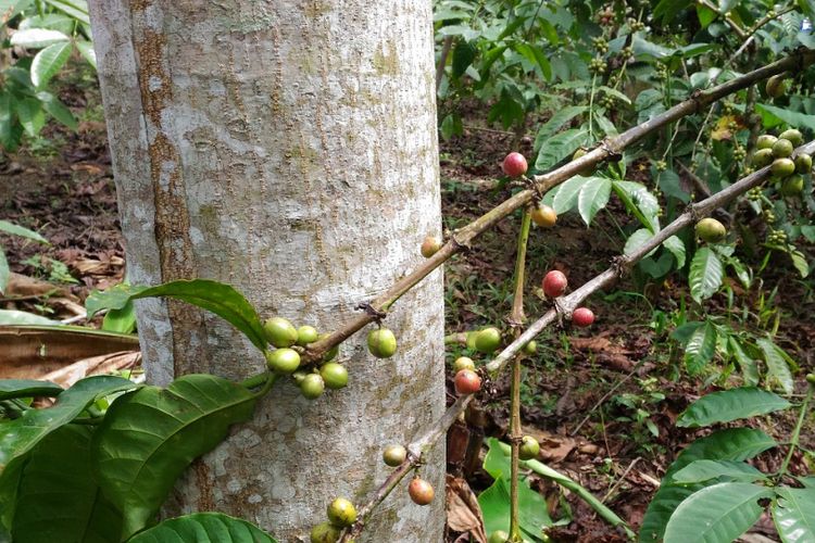 Kementan Siapkan 2 Juta Batang Kopi Varietas Super untuk  Kementan Siapkan 2 Juta Batang Kopi Varietas Super untuk