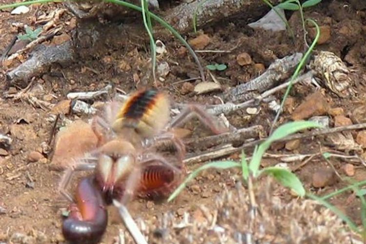 Laba-laba unta bergulat dengan kaki seribu