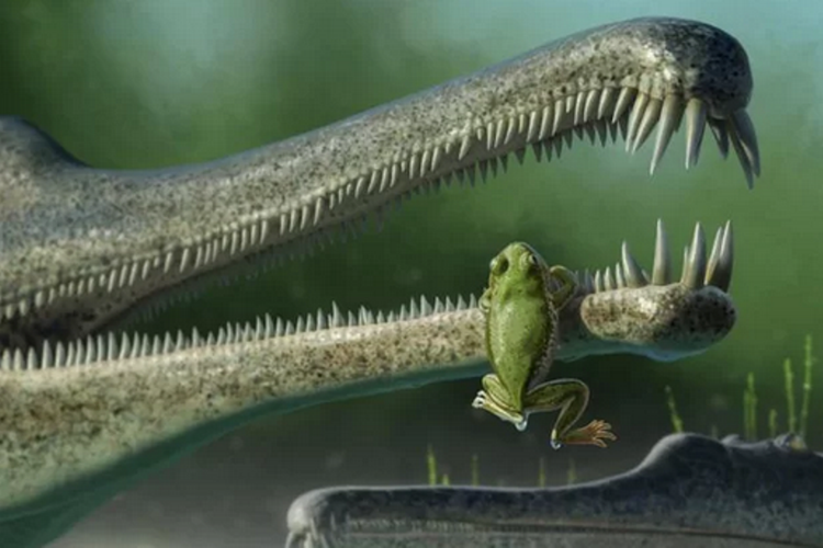 Ilustrasi katak Chinle di masa lalu sedang bergelantungan di rahang phytosaurus, reptil semi-akuatik yang mirip buaya.
