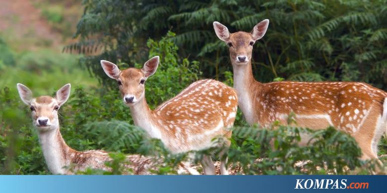 UGM Berencana Ternak Rusa Totol untuk Capai Swasembada Daging 2022