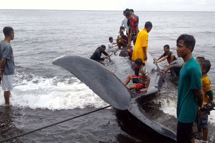 Ikan paus sepanjang kurang lebih 8 meter terdampar di pantai Takome, Kota Ternate, Maluku Utara, Kamis (17/8/2017)