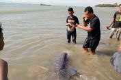 Paus Melon Terdampar di Pantai Wisata dalam Kondisi Terluka