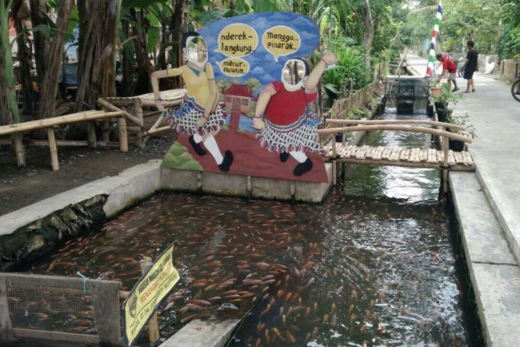 Ribuan Ikan di saluran Irigasi dusun Singosaren, Imogiri, Bantul