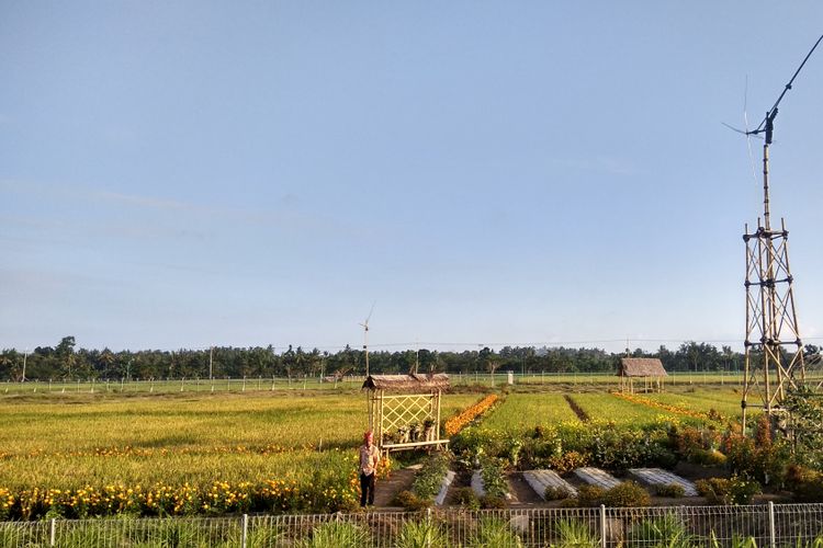 Area sawah di sekitar Bandara Blimbingsari, Banyuwangi, Jawa Timur.