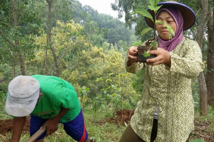 Warga Desa Kampung, Kecamatan Ngawen, Gunungkidul, Yogyakarta, menanam Bibit Kopi di Gunubg Gambar beberapa Waktu lalu (Dokumen desa Kampung)