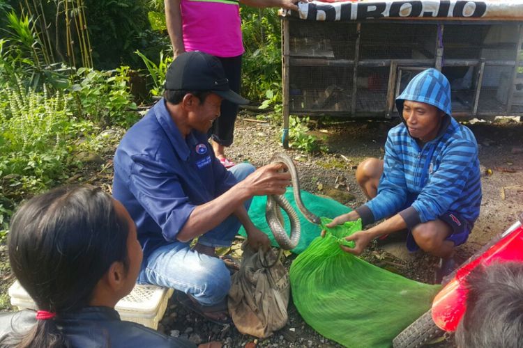 Pak Lam menghitung ular yang dijual warga di belakang Terminal Ngadirojo, Kecamatan Ngadirejo, Kabupaten Wonogiri, Jawa Tengah. 