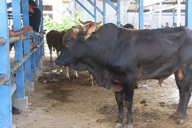 Suasana penjualan ternak sapi di Pasar Ternak Tradisional Cot Iri, Kabupaten Aceh Besar, untuk tradisi meugang, Selasa (12/6/2018)