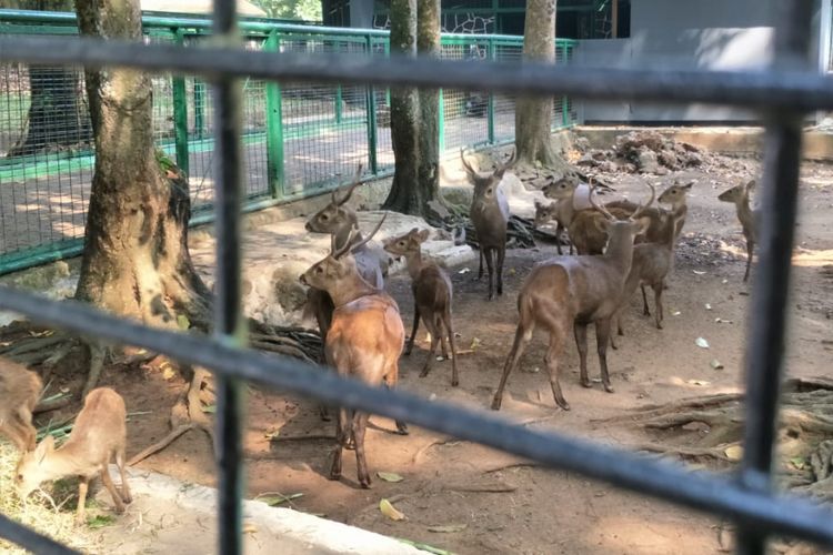 Rusa bawean yang jadi maskot Asian Games 2018 bernama Atung dipelihara di Taman Margasatwa Ragunan, Jakarta Selatan. Foto diambil Jumat (20/7/2018).