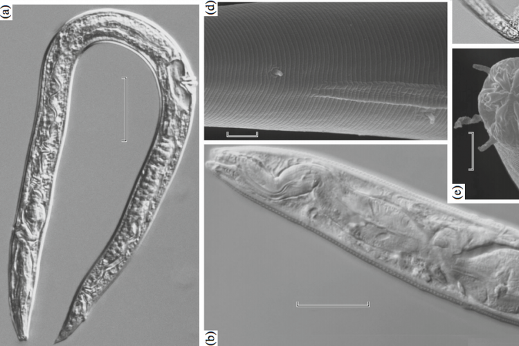nematoda yang berhasil dihidupkan kembali setelah membeku 40.000 tahun