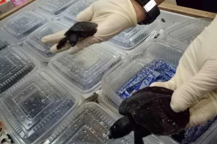 Kementerian Lingkungan Hidup dan Kehutanan Republik Indonesia dan organisasi konservasi Hong Kong mengembalikan 596 ekor kura-kura moncong babi pada Jumat (24/8/2018).