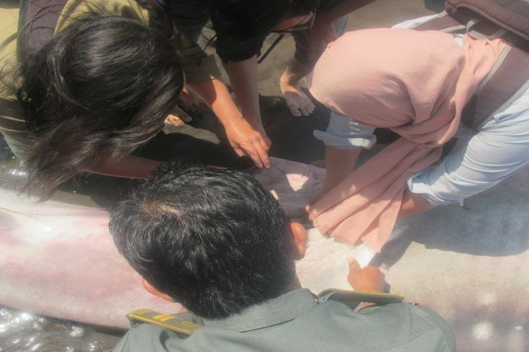 Dokter BKSDA Yogyakarta memeriksa Hiu Tutul yang ditemukan Mati di Parangkusumo, Bantul, Senin (27/8/2018)