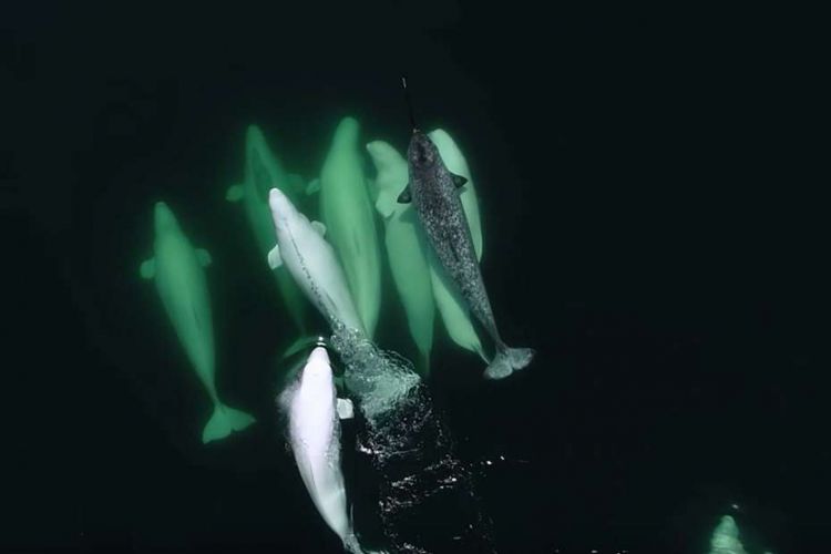 Seekor narwhal terlihat berenang dengan sekelompok beluga di Sungai St Lawrence