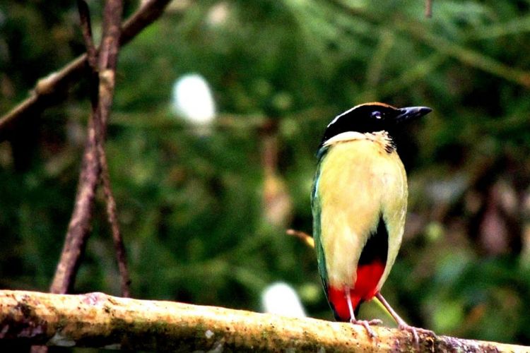 Burung Pitta di kawasan Danau Sano Nggoang, Manggarai Barat, Flores, NTT. (Arsip/ Samuel Rabenak)